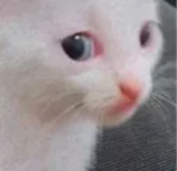 GpLBThya4AAl6Ub