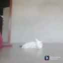 bocchi kills again_thumb.jpg