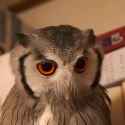owltransform_thumb.jpg