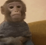 monkey-sad-monkey