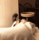 catspaz