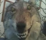 wolf