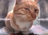 cat3