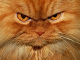 激怒した猫