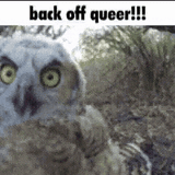back-off-queer-owl