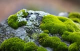 TBG-Blog-2024-Moss1_2000x