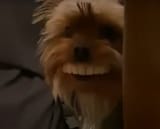 dogteeth