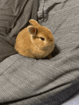bun