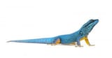 Electric-Blue-Gecko-300x156