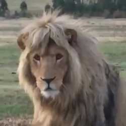 Chad Lion_thumb.jpg
