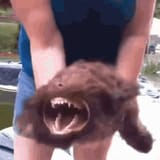 dillom-rage-dog