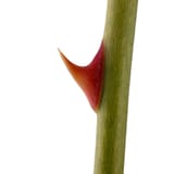 thorn_109742540