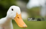 istockphoto-157187144-1024x1024