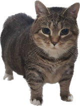 a i u