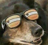 Dog glasses