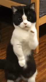 cat-dance-dancing-cat
