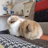 bunnies plotting grand and intricate schemes