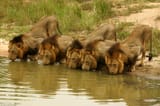 lion coalition
