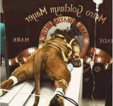 funny lion