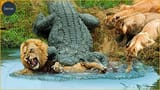 oldfatuglybastardcroc