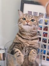 the cat in a glass