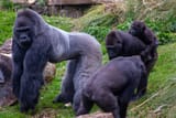 Dominant gorilla