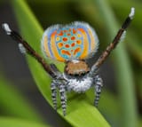 peacock-spider-courtship-display[1]