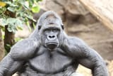 a-normal-silverback-gorilla-can-deadlift-1800-lb-and-they-v0-6w3qhglmolla1