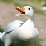 duck_quack