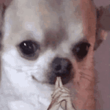 doggythinkingwithhands
