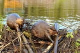 beavers_damsda3fd2