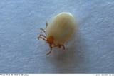tick003