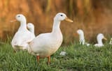 Ducks