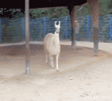 lama