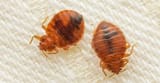 Bed bugs