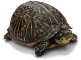 terdull