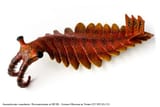 anomalocaris