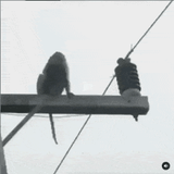 environmental damage