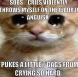 crying cat