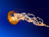 Jellyfish_(Windows_7)