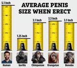 primate dick size