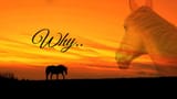 horse GqCmhAxXMAAQHuO