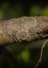 wrap around spider from australia