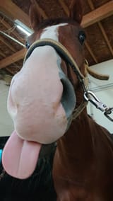 real doto blep