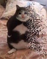 cat doesn&#039;t feel so good fat