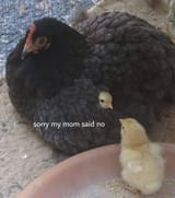 1735818973813418