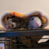 cuddleBuddies