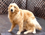 boss reaches 50% health