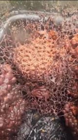 Tetraganula beehive