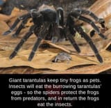 froggespide